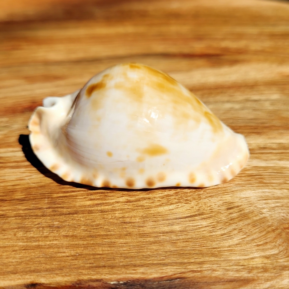 Cypraea (Zoila) mariginata (consueta)